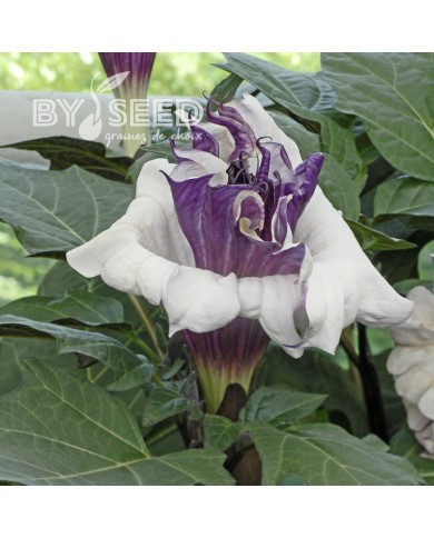 Datura Ballerina Purple