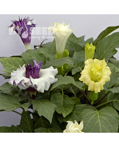Datura Ballerina Mix