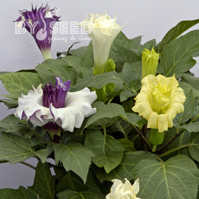 Datura Ballerina Mix
