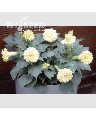 Datura Ballerina Yellow