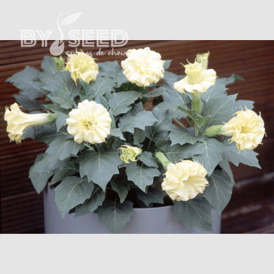 Datura Ballerina Yellow