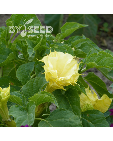 Datura Ballerina Yellow