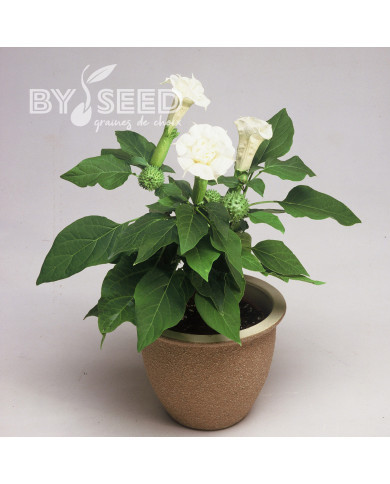Datura Ballerina White