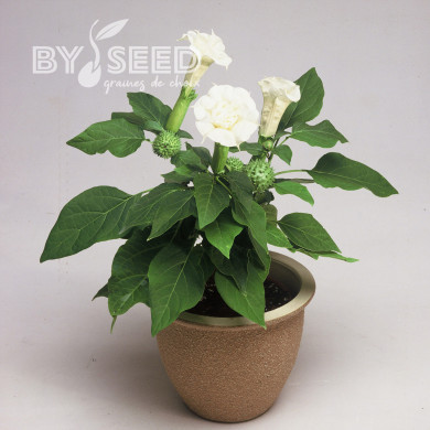 Datura Ballerina White