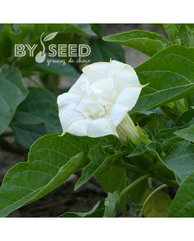 Datura Ballerina White