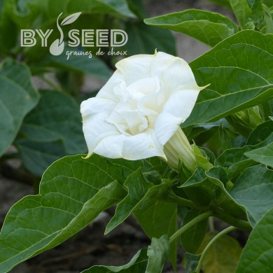 Datura Ballerina White