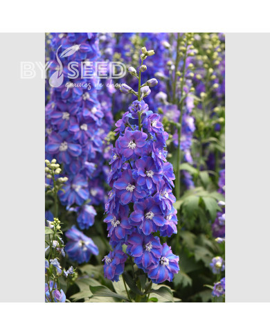 Delphinium Guardian Blue