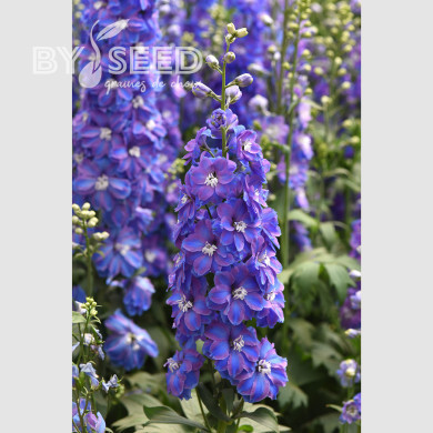 Delphinium Guardian Blue