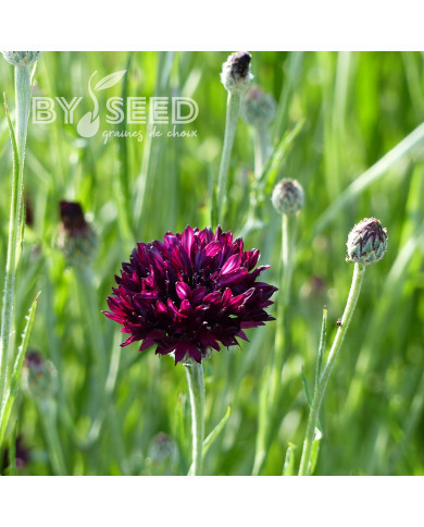 Centaurée barbeau Black Ball