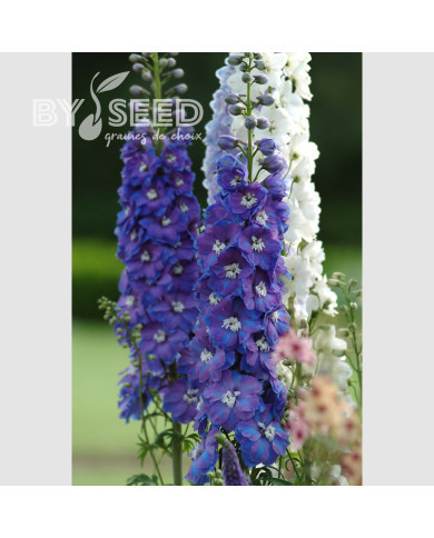 Delphinium Guardian Blue