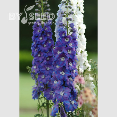 Delphinium Guardian Blue