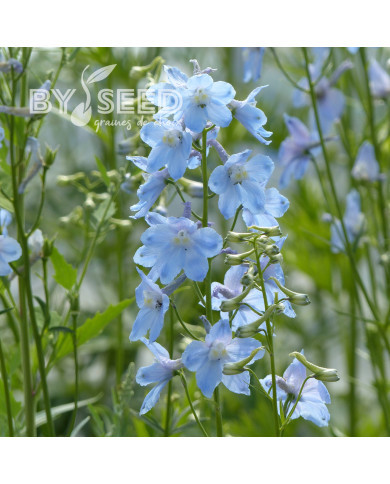 Delphinium belladonna Cliveden Beauty
