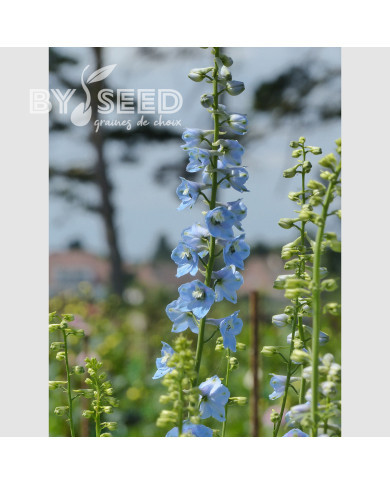 Delphinium belladonna Cliveden Beauty