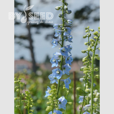 Delphinium belladonna Cliveden Beauty