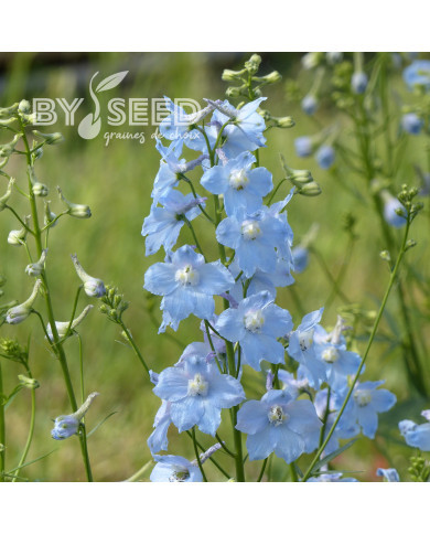Delphinium belladonna Cliveden Beauty