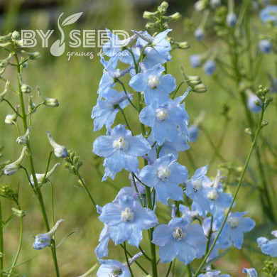 Delphinium belladonna Cliveden Beauty