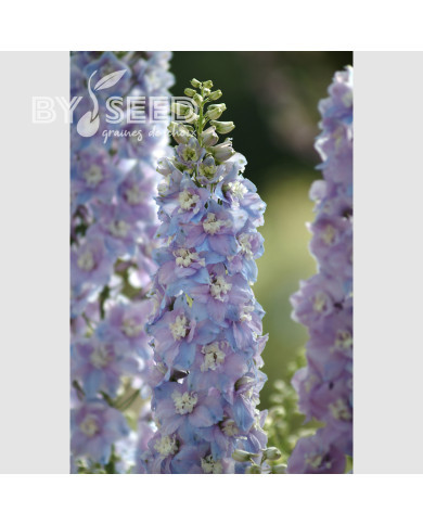 Delphinium Guardian Lavender