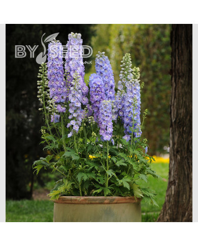 Delphinium Guardian Lavender