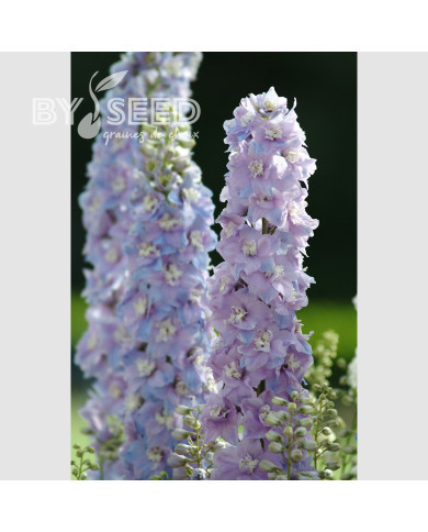 Delphinium Guardian Lavender
