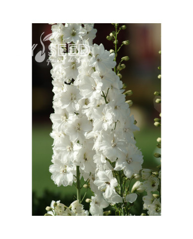 Delphinium Guardian White