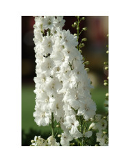 Œillet de Chine double Imperial Mix