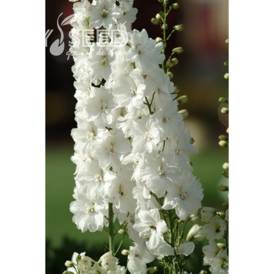 Delphinium Guardian White