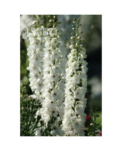 Delphinium Guardian White
