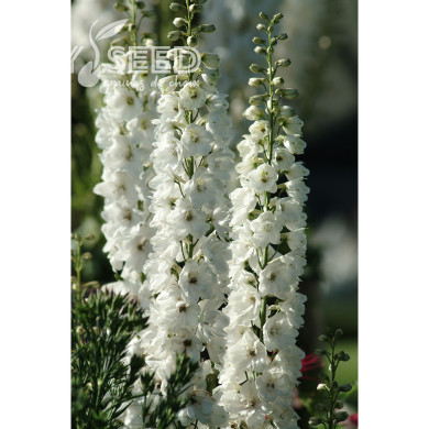 Delphinium Guardian White