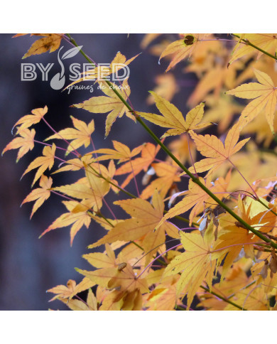 Erable du Japon (désailé)