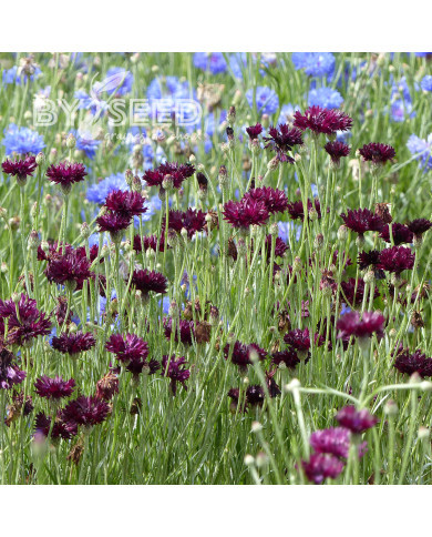 Centaurée barbeau Black Ball