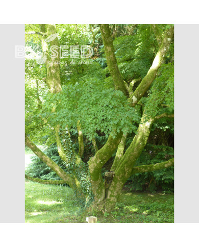 Erable du Japon (désailé)