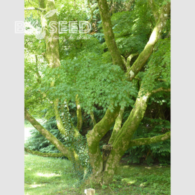 Erable du Japon (désailé)