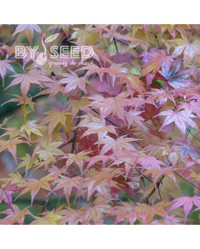 Erable du Japon (désailé)
