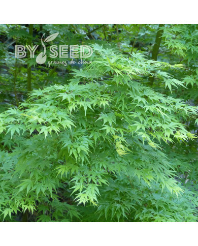 Erable du Japon (désailé)