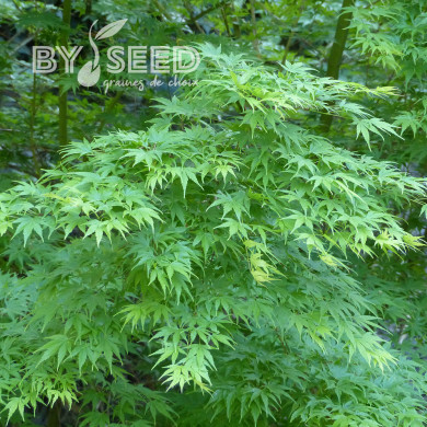 Erable du Japon (désailé)