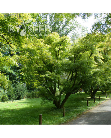 Erable du Japon (désailé)