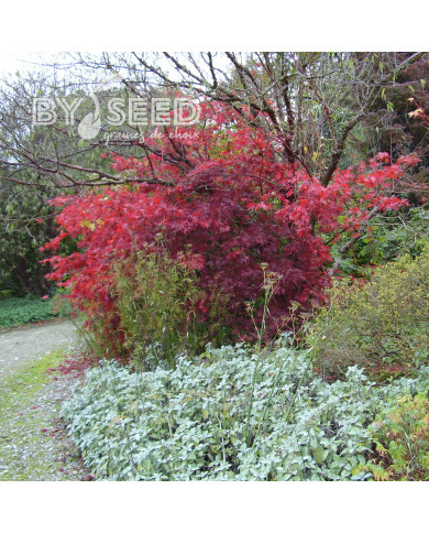 Erable du Japon Atropurpureum