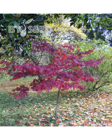 Erable du Japon Atropurpureum