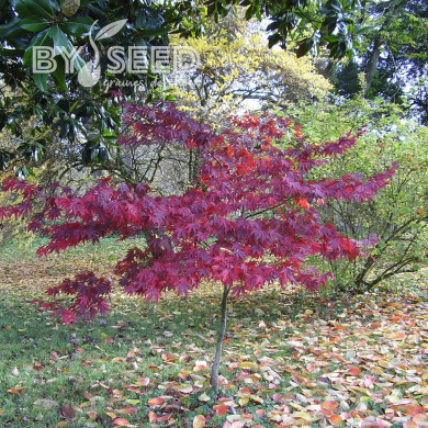 Erable du Japon Atropurpureum