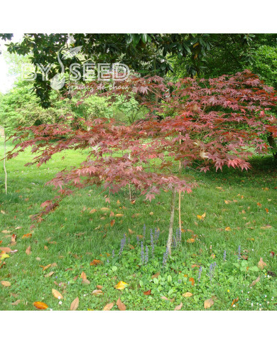 Erable du Japon Atropurpureum