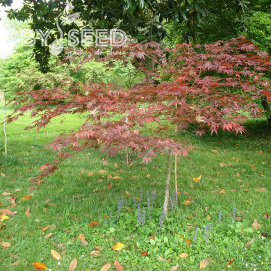 Erable du Japon Atropurpureum