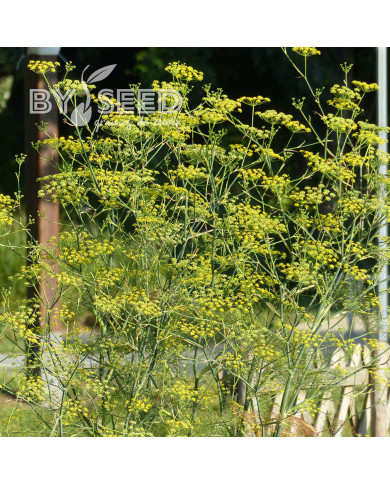 Fenouil sauvage non bulbeux