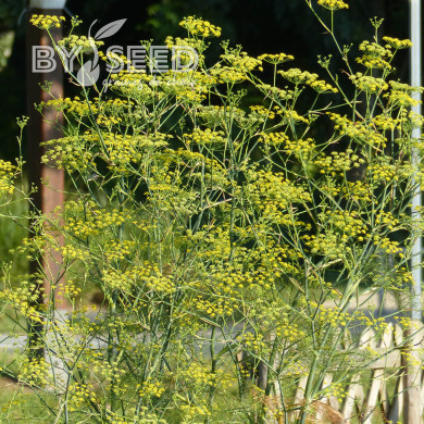 Fenouil sauvage non bulbeux