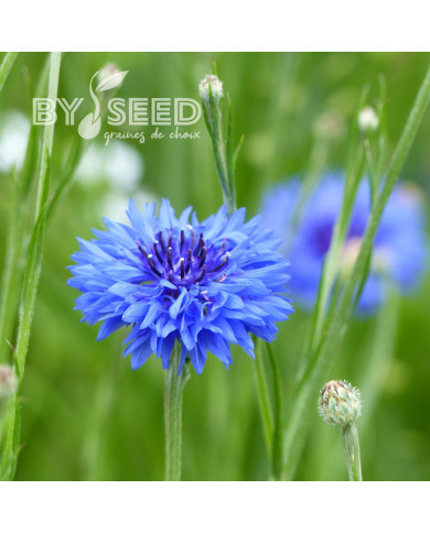 Centaurée barbeau Blue Boy