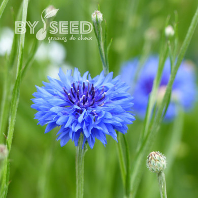 Centaurée barbeau Blue Boy