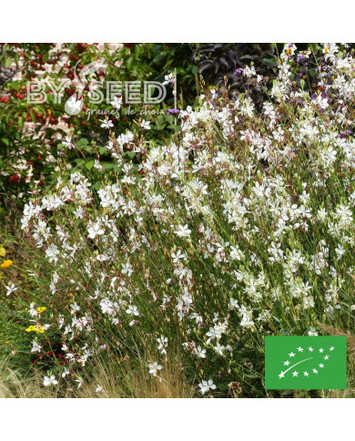 Gaura lindheimeri The Bride BIO