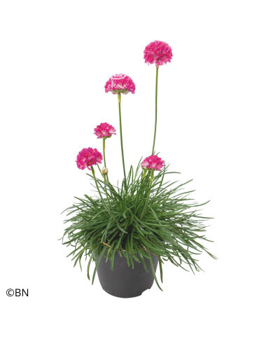Armeria maritima Morning Star Deep Rose (Gazon d'Espagne)