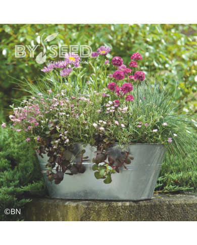 Armeria maritima Morning Star Deep Rose (Gazon d'Espagne)