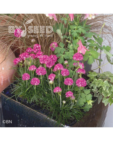 Armeria maritima Morning Star Deep Rose (Gazon d'Espagne)