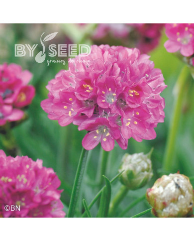Armeria maritima Morning Star Deep Rose (Gazon d'Espagne)